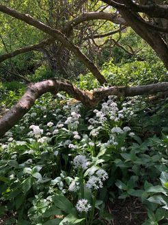 Hawthorn Dene - Wild Garlic In Bloom 14.05.20